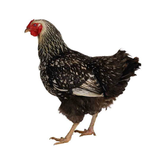 野村斑鸡