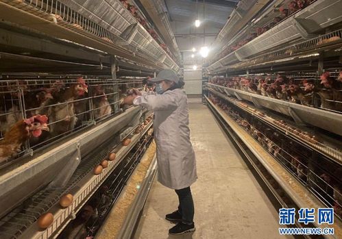 沈阳农业采风 做强源头品质管控 让鸡蛋也有 身份证