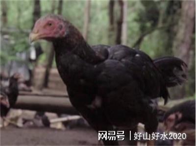 云南临沧叫雨山斗鸡与普通鸡的差别